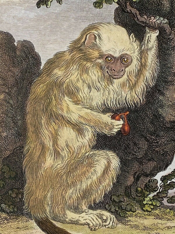 «Le Mico» hand Colored Print by Jacques Eustache de Seve & Baquey ca. 19th c.