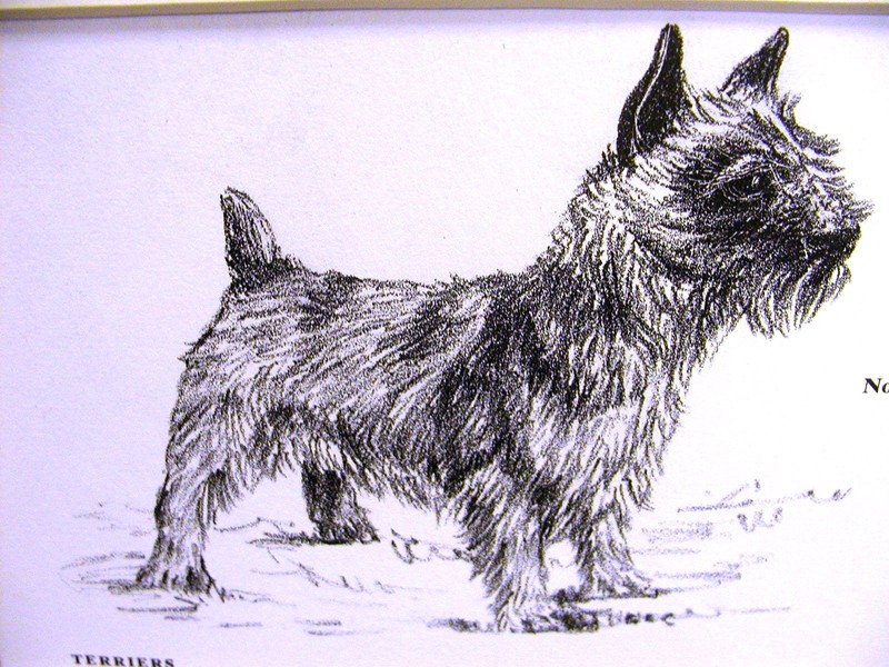 Gladys Emerson Cook 1962 NORWICH TERRIER Vintage Dog Art Print Matted