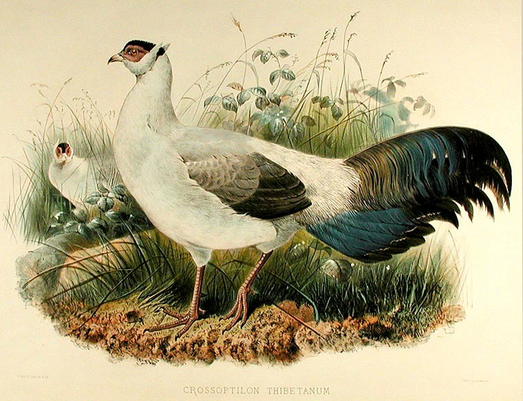 Joseph WOLF / Crossoptilon Thibetanum Hodgson’s Eared Pheasant 1872