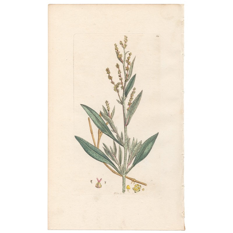Antique 1795 Sowerby English Botany hand-colored engraving 261 Sea Purslane