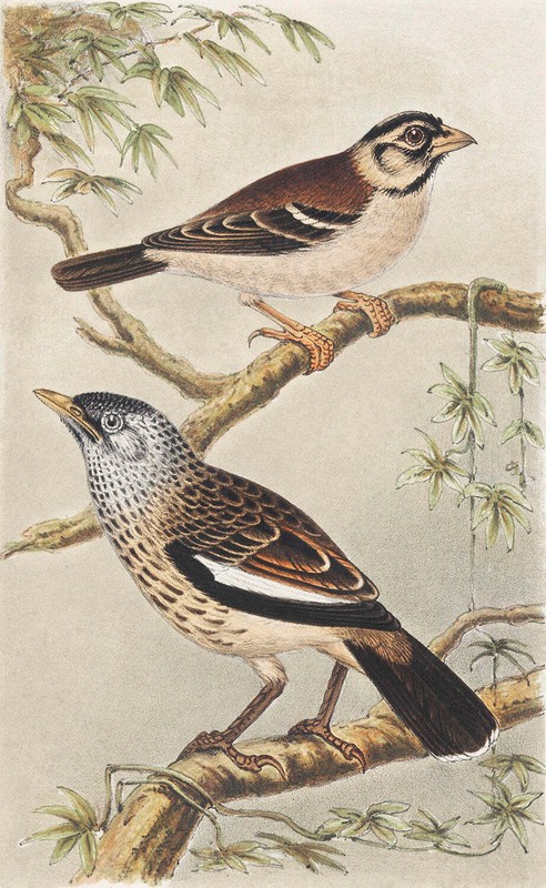Twee vogels op takken by Theo van Hoytema Art Print