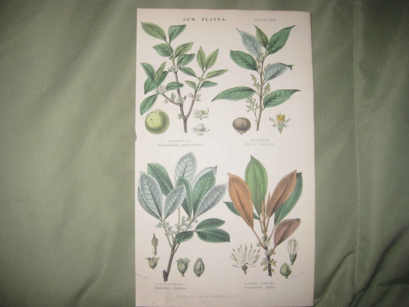 SUPERB ANTIQUE 1850 GUM PLANTS PLANT BOTANICAL FLOWER HANDCOLORED PRINT SUPERB N