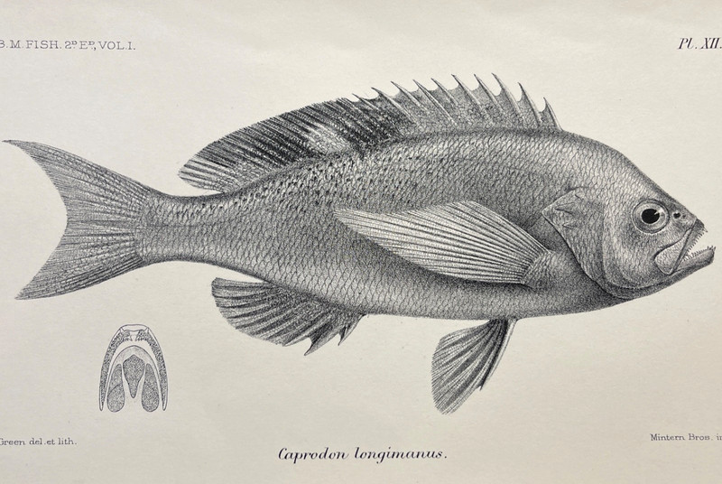 Antique Fish Print 1800s Zoological Illustration Pink Maomao