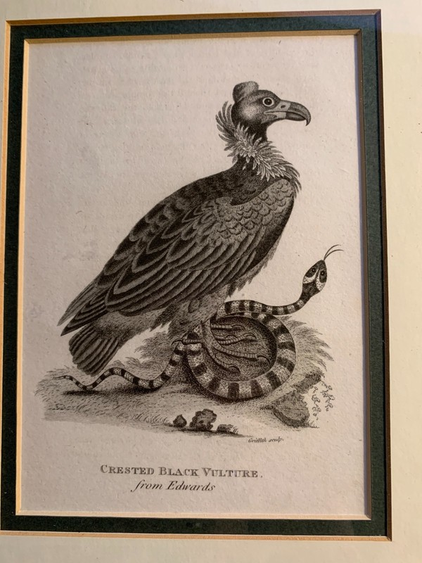 c1811 Antique Crested Black Vulture from Edwards Engraved by Mrs. Edwards gallery