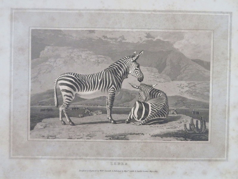 Zebra Zoological Print Landscape 1807 scarce engraved natural history print