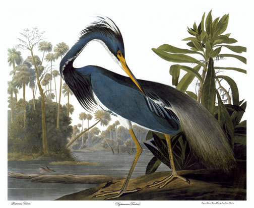 Audubon Louisiana Heron 30×44 Hand Numbered Edition Fine Art Print