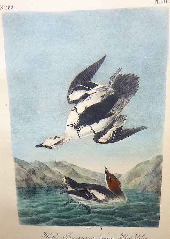 Audubon 1st ed Octavo WHITE MERGANSER OR SMEW Birds of America 1840 original