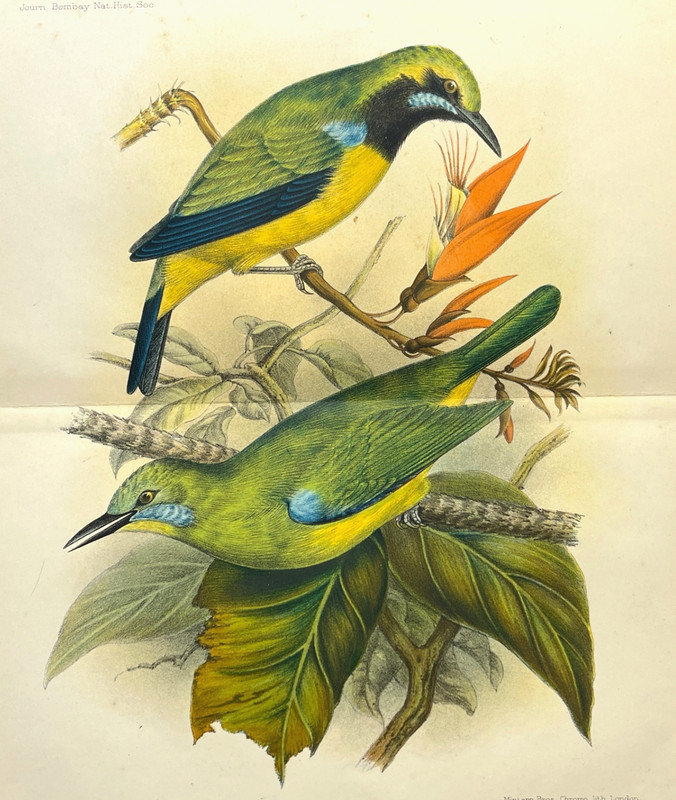 Antique Bird Print 1800s Zoological Color Plate Orange-bellied Leafbird