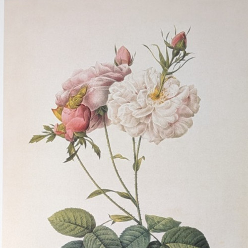 P J Redouté Celsiana Rose Botanical Flower Art Book Plate Illustration 148
