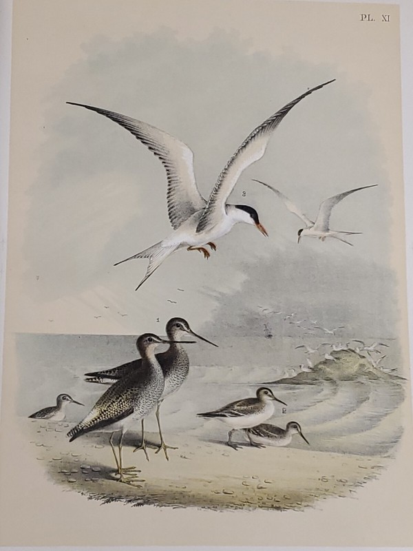 Snipe, Sea Swallow Lithograph, Theodore Jasper 1881, Studer's N. American Birds