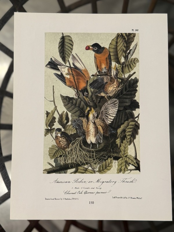 J.J. Audubon American Robin Migratory Thrush Lithograph Print Birds Unframed