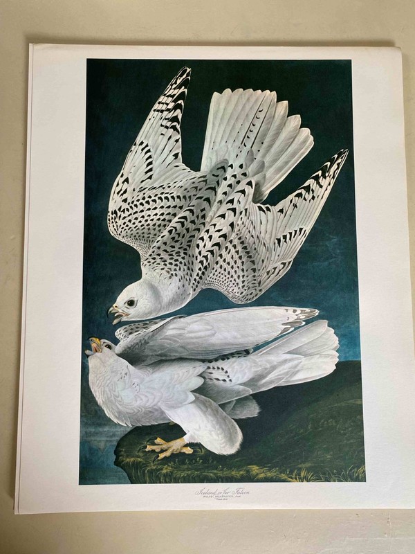 Vintage Audobon Iceland Falcon 14 x 17 High Quality Print- Great for Framing!