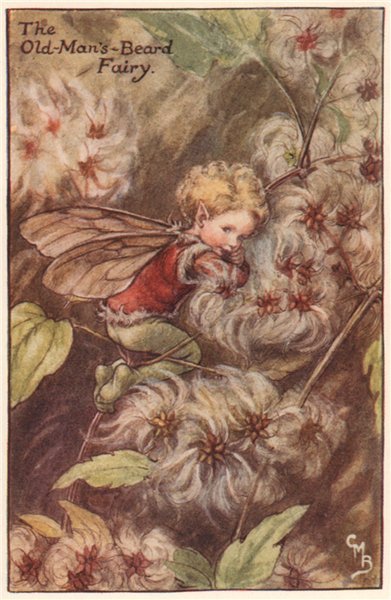 Old-Man’s-Beard Fairy by Cicely Mary Barker. Autumn Flower Fairies c1935 print