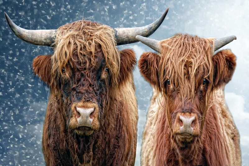 Highland Cows Animals Wild Nature Large Wall Art Framed Canvas Picture 20×30″