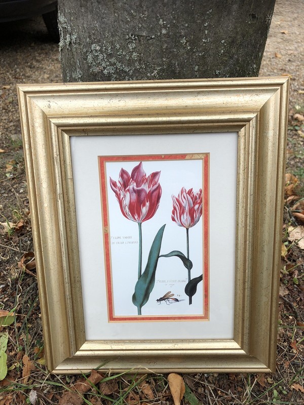 Framed Daniel Rabel Floral Reproduction Poster Print Picture Tulips 22x27 Cms