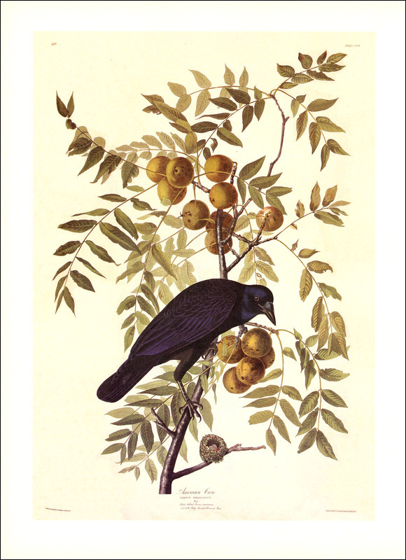 1997 Vintage Print American Crow Bird Walnut Tree Art Illustration Image Audubon