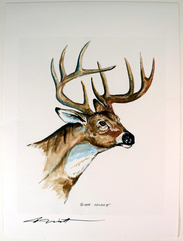 Print by Don Nisbett Bust of White Tailed Deer on Foam board