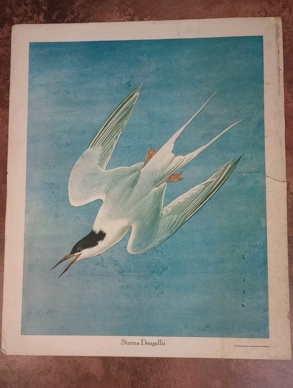 Roseate Tern Bird Print Vtg 43×35.5cm Sterna Dougallii NY Historical Soc Audubon