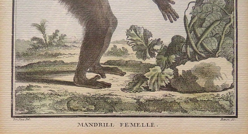 1 of 3 18th c. French George-Louis Leclerc Comte de Buffon Monkey Engraving gallery