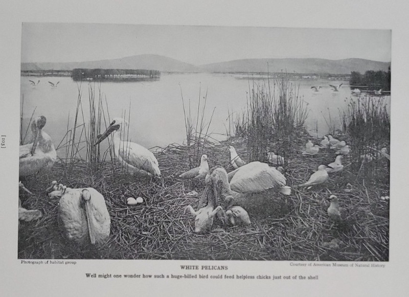 1936 WHITE PELICANS & CHICKS Bird Print Photograph Courtesy of Natural History