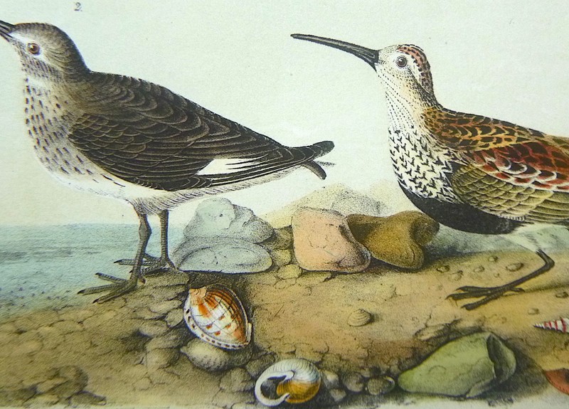 Audubon 3rd ed Octavo RED BACKED SANDPIPER 1859 original plate 332 gallery