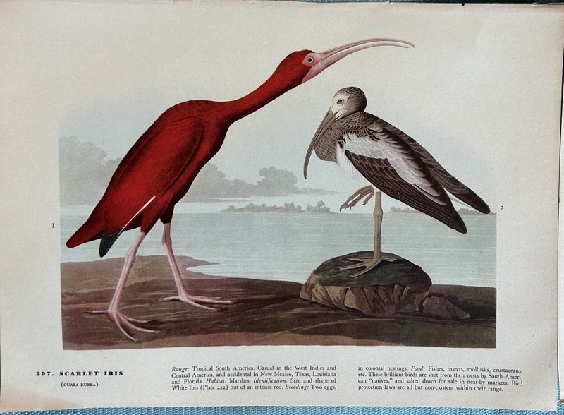 Vintage Audubon Birds of America Book Plates LOT of 6 Mixed Birds Pages 12 x 9 gallery
