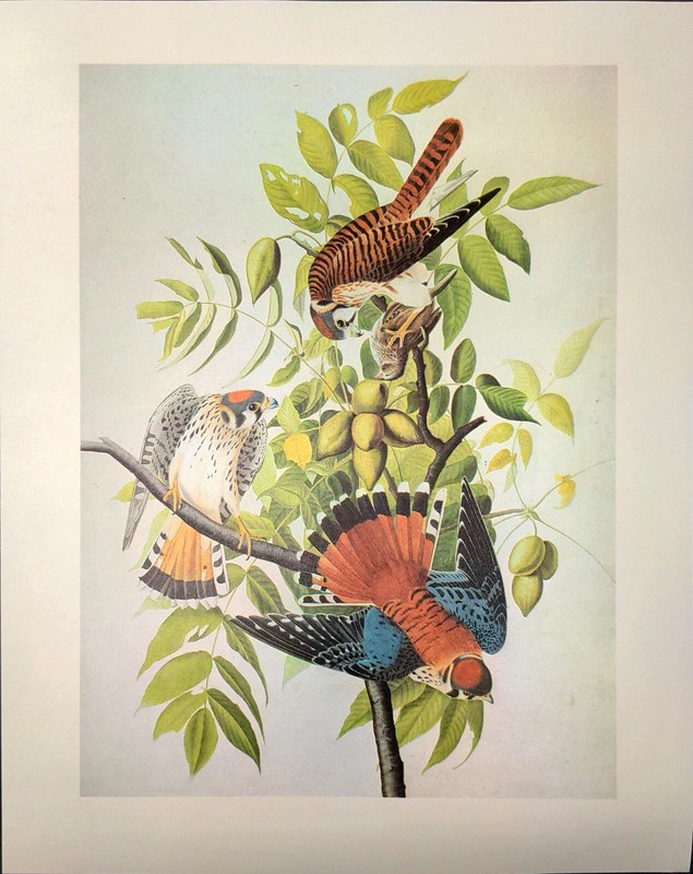 John James Audubon Birds SPARROW HAWK Vintage Art Book Plate 184 gallery