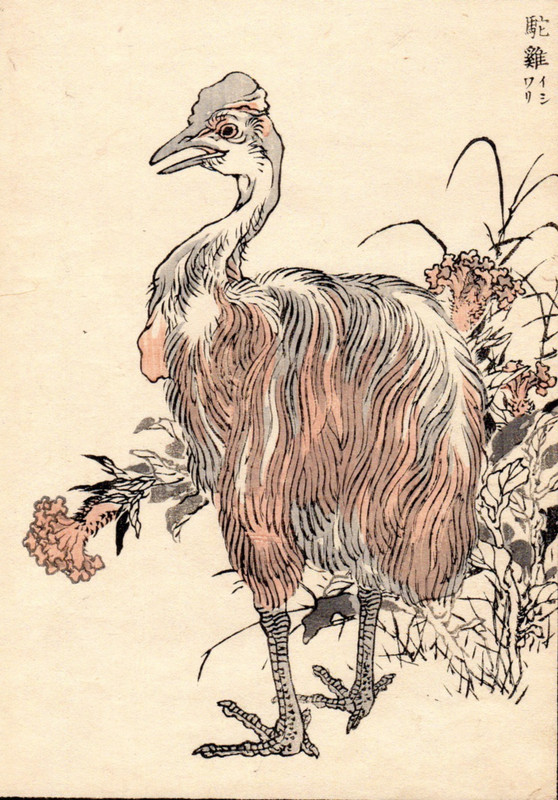 1884 Antique Meiji Kono Bairei Woodblock Print: Ostrich or Cassowary, birds gallery