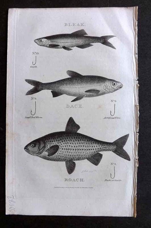 William Daniel 1801 Antique Fish Print. Bleak, Dace, Roach. Fishing Hooks