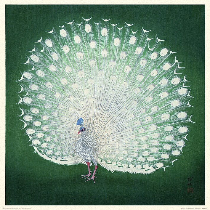 Ohara Koson – Peacock – 40 x 40cm Fine Art Print
