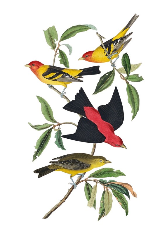 Vintage Bird Illustration Tanager 5x7 Wall Art Print John James Audubon gallery