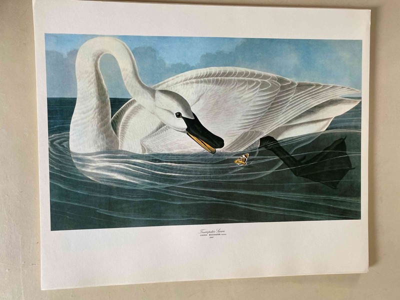 Vintage Audobon Trumpeter Swan 14 x 17 High Quality Print- Great for Framing!