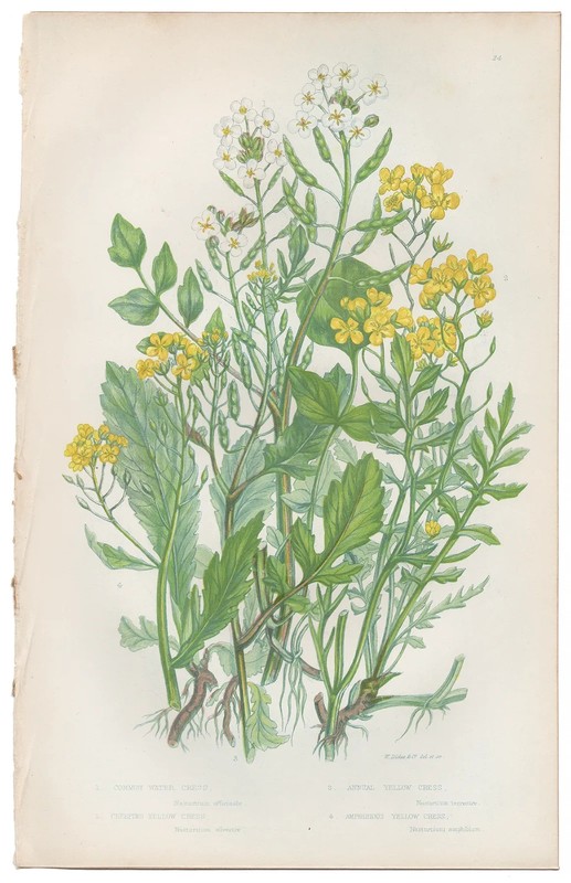 Antique 1860 Anne Pratt botanical print Flowering Plants 24 Yellow Cress