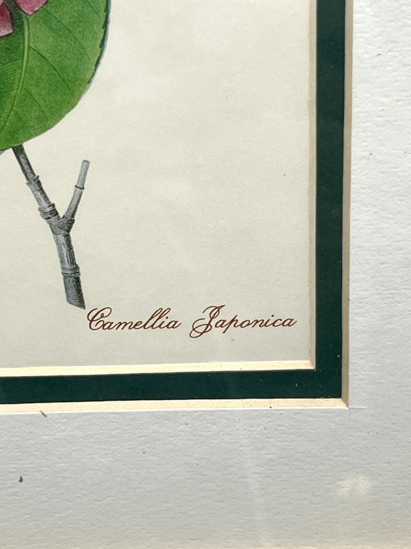 Beautiful Pierre-Joseph Redouté - Camelia Panache Camellia Japonica Framed Print gallery