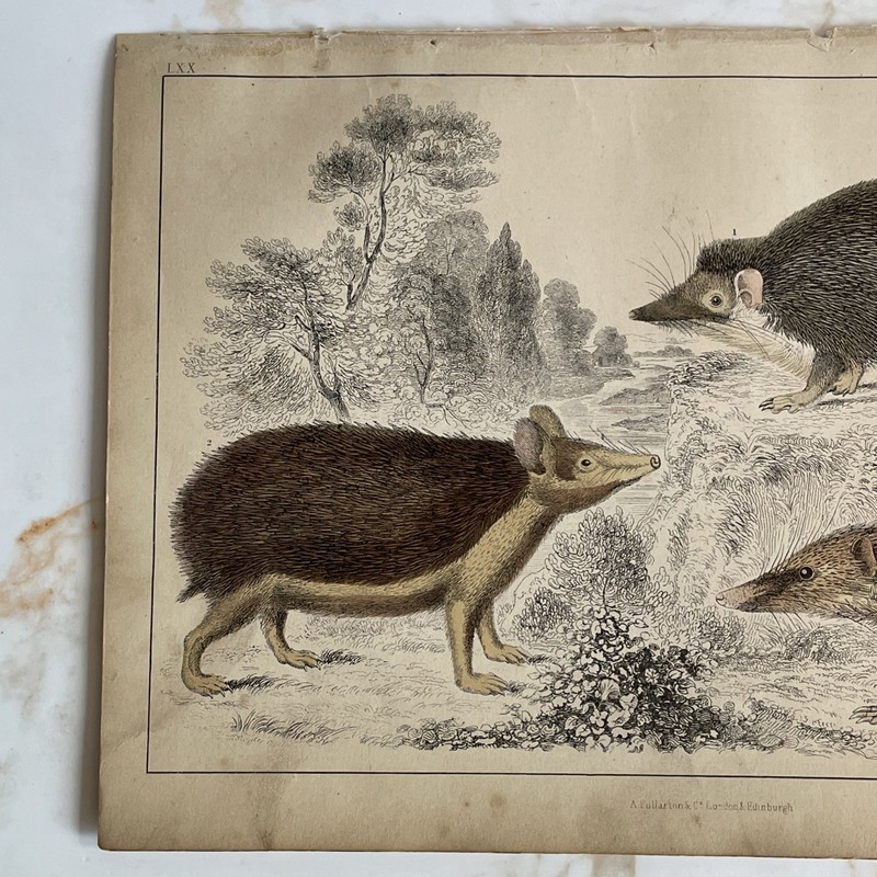 Antique Book Engraving Hand Coloured Print Oliver Goldsmith - Hedgehogs gallery