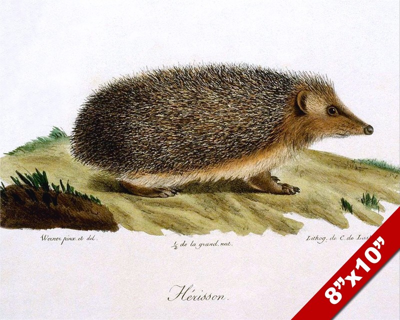 VINTAGE HEDGEHOG ANIMAL DRAWING PAINTING ART REAL CANVAS GICLEE PRINT CUTE