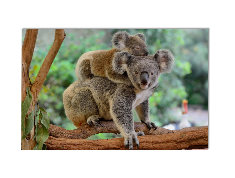 Koala and Baby Wall Art Print – Adorable Wildlife Photography Poster – Australia