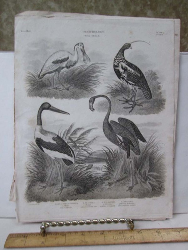 Vintage Print,RED FLAMINGO,Early 19th Century, Black and White