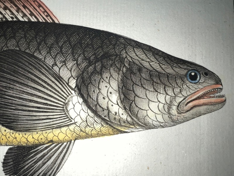 1st ED BLOCH OBLONG FOLIO H/C RARE FISH The Punctated Snakehead Pl 358