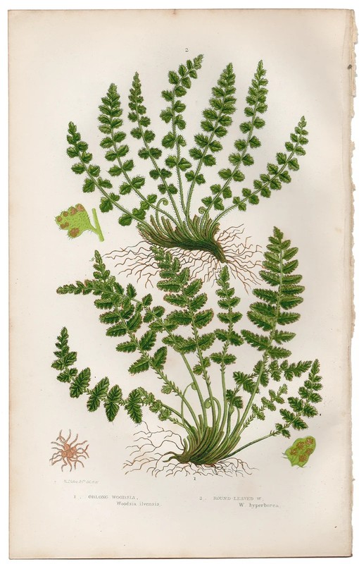Antique 1860 Anne Pratt botanical print Flowering Plants 279 Woodsia Fern