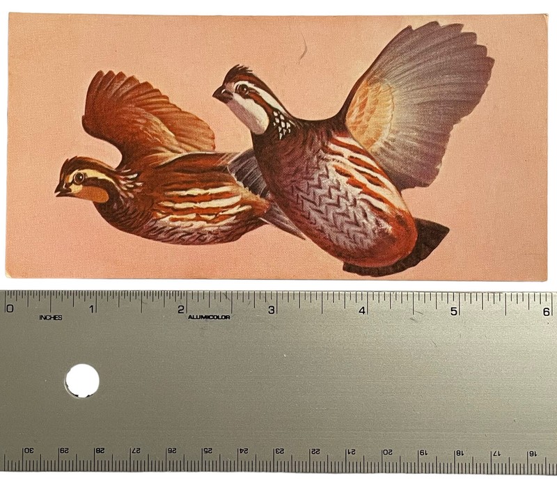 Vintage Bird Illustration Identification Card Bob White Quail 1962 Gelles Widmer