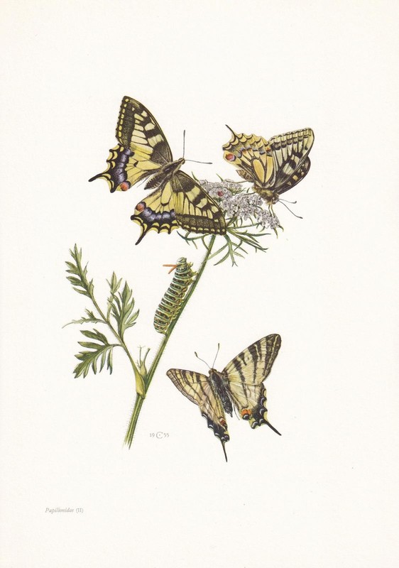 1960 SWALLOWTAIL BUTTERFLY Print – Vintage Insect Wall Art – 7.5 x 10.6 Inches