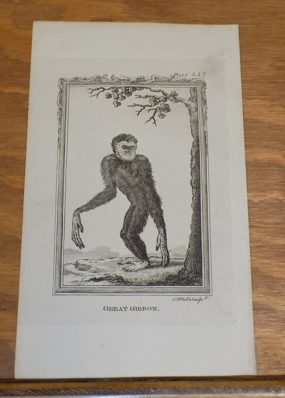 c1800 Antique Print of Types of Apes & Monkey’s///GREAT GIBBON