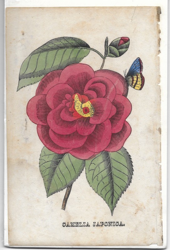 Botanical antique hand-colored engraving CAMELIA JAPONICA 1800's 5 1/4 x 8 1/4