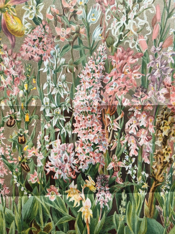 Antique 1883 British Orchids Flowers Plants Book Botanical Print By John Allen gallery