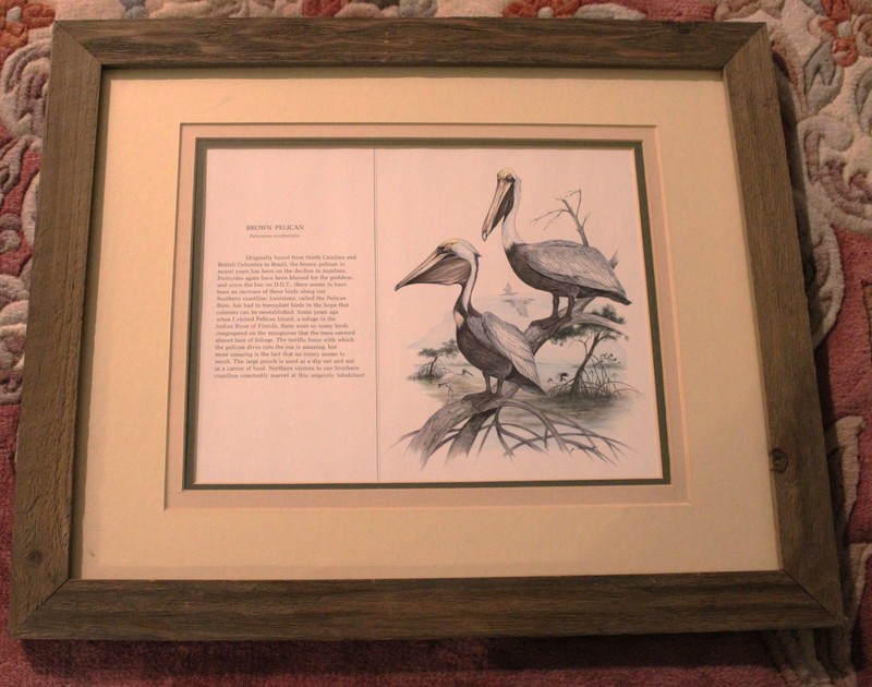 Brown Pelican Triple Matted & Framed Color Print 22.5 X 18.5 James Lockhart Mint