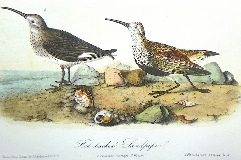Audubon 3rd ed Octavo RED BACKED SANDPIPER 1859 original plate 332