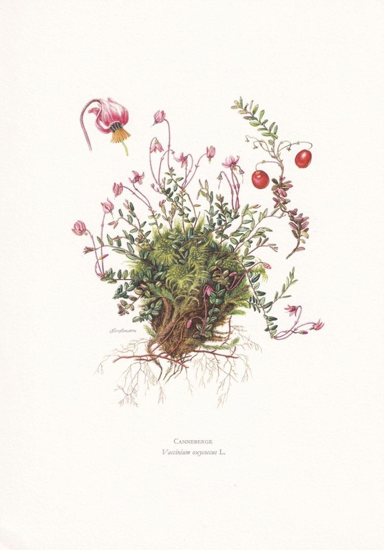 1960 CRANBERRY Print – Botanical Wall Art – Vintage Plant – 7.5 x 10.6 Inches