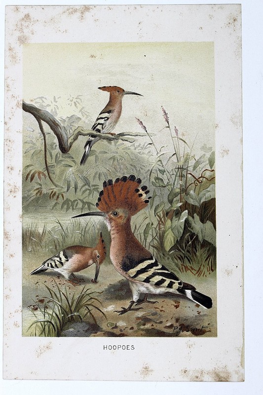 P.D. Smyt "Hoopoes" Chromolithographic Print Plate-Signed C. 1890s gallery