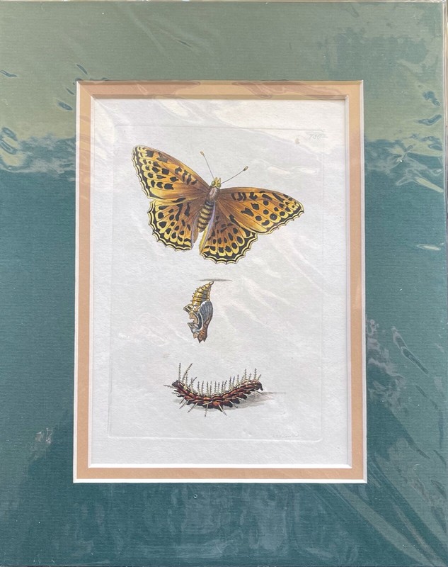 1795-1809 SHAW & NODDER HC Copper Engraved BUTTERFLY/INSECT PRINTS - YOU SELECT gallery